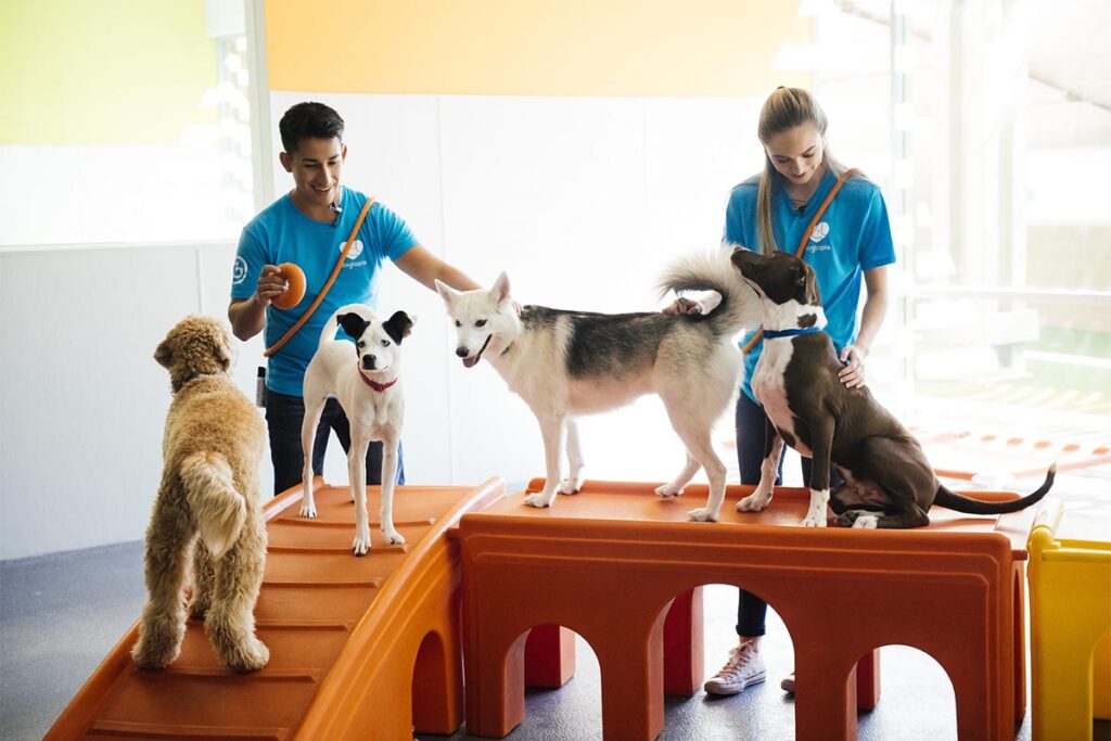 Dogtopia