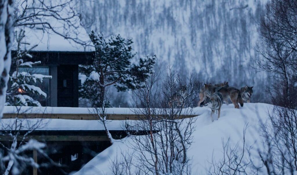 Wolf Lodge (Noruega)